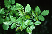 Poison Oak