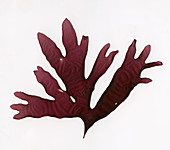 Dulse (Palmaria palmata)