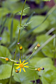 Golden Ragwort