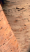 Birch Tree Bark peeling