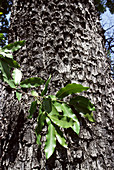 African Ebony tree trunk