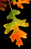 Gambel oak leaf in autumn colours