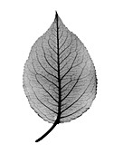 X-ray of pear leaf