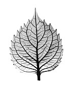 X-ray of Coleus leaf