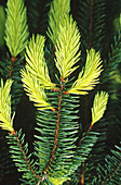 Golden Norway Spruce spring foliage