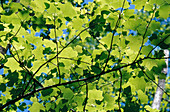 Leaves from Below