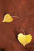 Aspen Leaves
