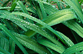Raindrops on Lily leaves