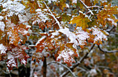 Maple Tree in Snow