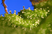 Microscopic view of cannabis sativa