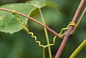 Spiral tendril of a grape vine,Vitis sp