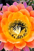 Torch cactus flower