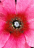 Style variation in Primrose flower