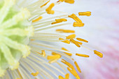 Anthers of Poppy flower