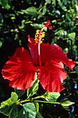 Hibiscus blossom,Hawaii state flower