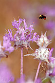 Thistle Sage