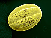 Catnip Pollen