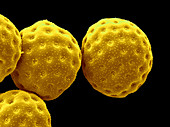 SEM of Orache Pollen