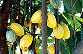 Cocoa Fruit,Brazil