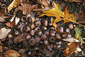 Red oak acorns