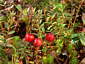 Large Cranberry