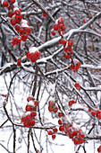 Winterberry in Snow and Ice