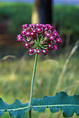 Blunt-Leaved Milkweed