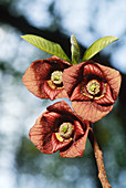 Pawpaw flowers (Asimina triloba)