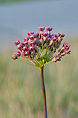 Blunt-Leaved Milkweed