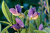 Blue False Indigo