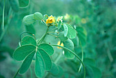 Sicklepod (Cassia tora)