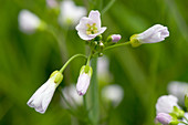 Cuckoo Flower (Cardamine pratensis)