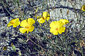 Desert Gold Poppy