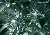 Green Gentian