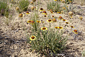 Red Dome Blanket Flower