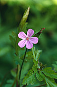 Herb Robert