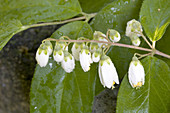 Silver-bell Tree