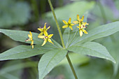 Whorled Loosestrife