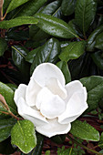 Saucer Magnolia (Magnolia soulangiana)