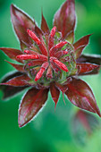 Bee Balm