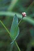 Arrow-Leaved Tearthumb