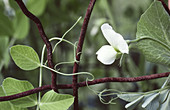 Garden pea plant