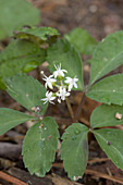 Dwarf Ginseng (Panax trifolius)