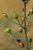 Figwort