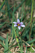 Blue-eyed Grass