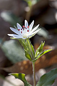 Star Chickweed