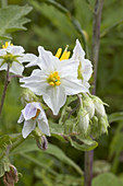 Horse Nettle