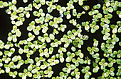 Great Duckweed