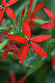 Royal Catchfly (Silene regia)