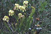 Hooded Pitcher Plant